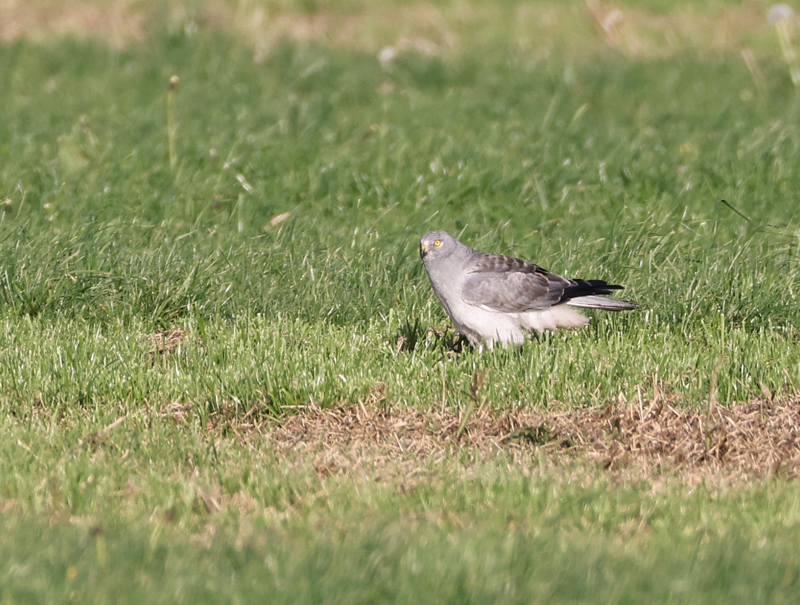 Circus cyaneus Hen Harrier Blauwe Kiekendief